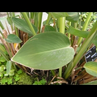 Thalia Dealbata (fam Marantacees) (sud-est USA) (2)